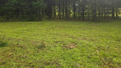 Clear producible and vital area for growth. Ready for renting.