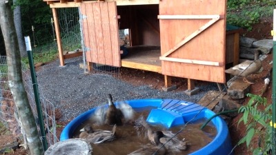duck yard 