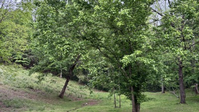 walnut trees in pasture