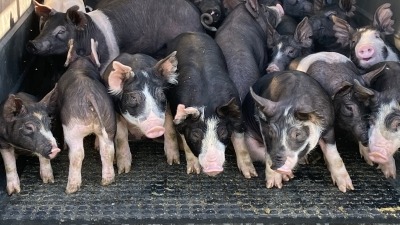 Babies being moved onto pasture. 