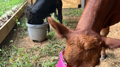 two cows eating in the barn