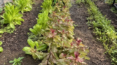 20x50 High Tunnel with roll up sides 