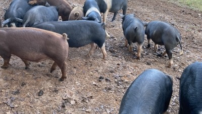 Berkshire, Hampshire and Duroc pigs.