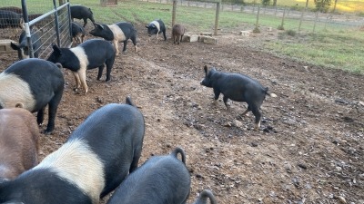 Cross fence  to keep them separate prior to processing. Based on weight