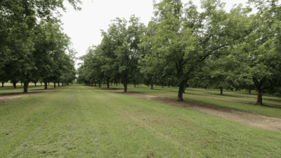 Pecan Orchard