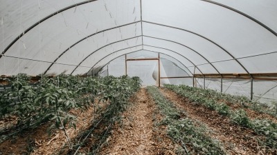 1st. Hightunnel growing greens