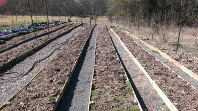fenced in garden w raised beds in winter