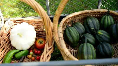 Two wicker baskets. One container a acorn squash harvest and other has tomatoes, peppers, and patty pan squash