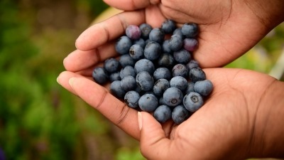 Two hands cupped together holding blueberries 