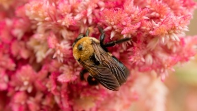 Bee on pink celosia 