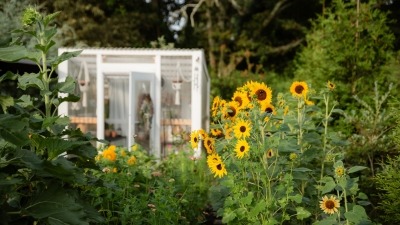 Sunflower cutting garden with white greenhouse in background 