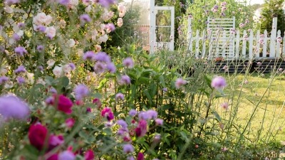 Purple Verbena, magenta roses, pink roses with white greenhouse in background 