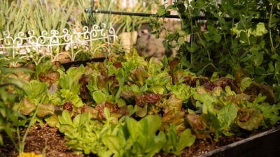 Raised Bed of mixed lettuce 