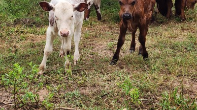 Heifer calves