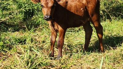 Heifer calf