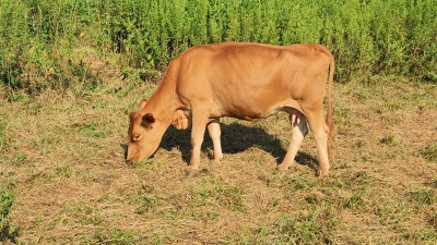 Cow grazing