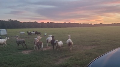 A few of our sheep