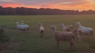 A few of our sheep
