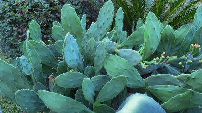 Prickly Pear Cactus