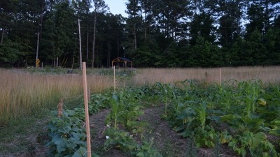 Our middle beds that consist of 4 circles. This is where we grew the three sisters; corns, beans, and squash