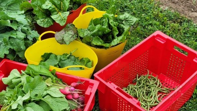 Harvest