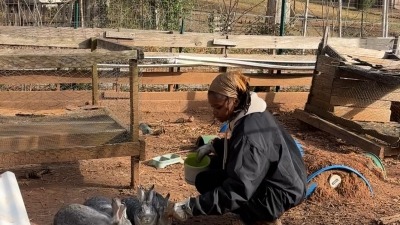 feeding rabbits at a farm a volunteered at 
