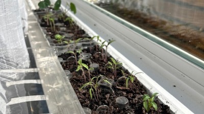 seedlings growing in the window  part 1