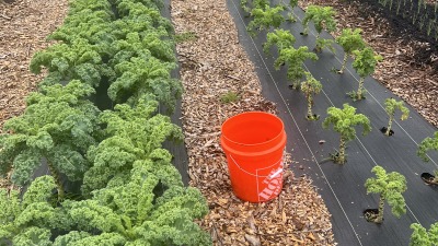 Harvesting Kale