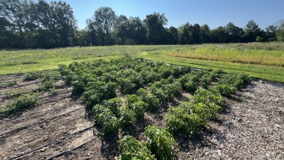 Potato and peppers research plot 