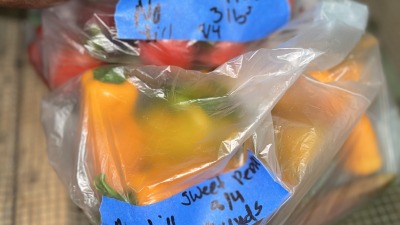 Peppers from no till and Till plot 
