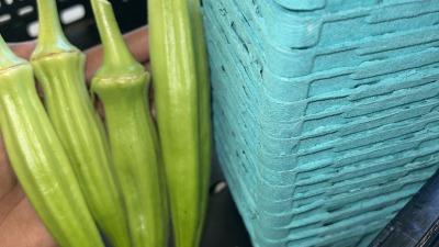 Okra I harvested from our okra plot !
