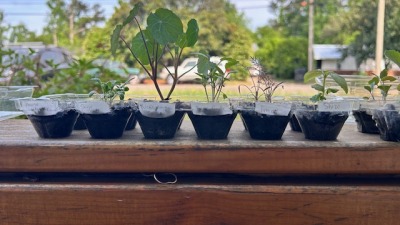 seedlings growing in the window  part 2