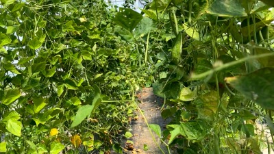 Our green beans tunnel 