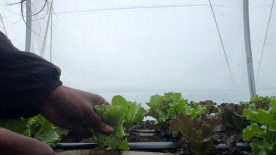 Harvesting single leaf lettuce 