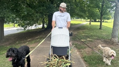 Garlic harvest