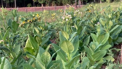 A small section of heritage plants; tobacco, cotton, and peanuts
