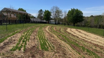 Cover crop field