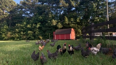 Chicken Flock and coup