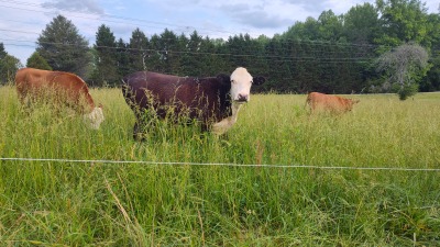 Grass fed and finished beef