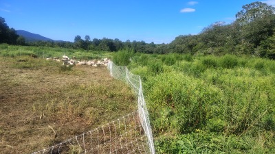 Adaptive multi-paddock grazing