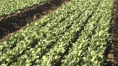 Don't panic, it is organic. 