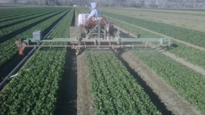 Organic Spinach, we set up a crawler to spray ORGANIC plant extract fungicide. 