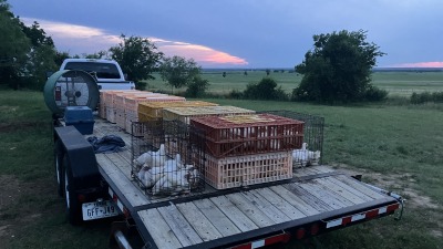 Most recent batch of broilers 