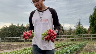 Radish harvest