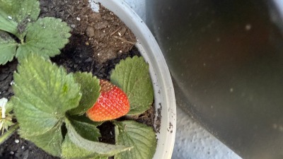 First Strawberry of the season