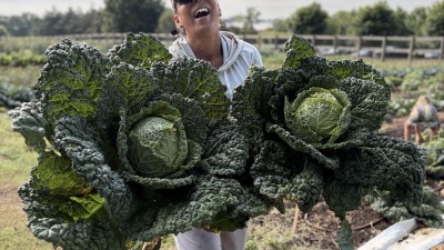 Cabbage 
