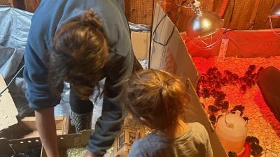 First day brooding chicks