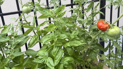 Basil and tomatoe plants