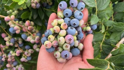 Small batch of grapes grown