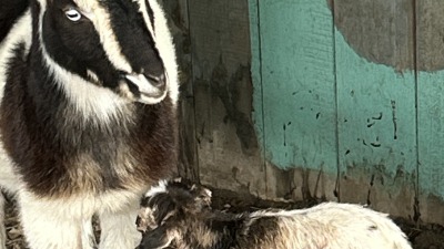 Goats I assisted in delivering 
